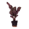 Calathea Makoyana - Pauwenplant - Terrarium plant - Potmaat 6