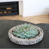 ROOTLESS Succulent Echeveria Pulidonis in schaal 'Concrete' Ø20 cm - ↕5 cm