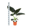 Alocasia Regal Shield Ø21cm - ↕100cm in Vibes ROZE pot