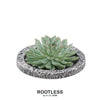 ROOTLESS Succulent Echeveria Pulidonis in schaal 'Concrete' Ø20 cm - ↕5 cm