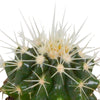 Cactus mix 5.5 cm - 5x - in witte pot