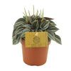 Peperomia Napoli Nights 10,5cm - Ø10,5cm - ↕15cm