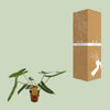 Philodendron Billetiae - Ø15cm - ↕50cm