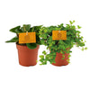 Peperomia Duo 1.0 - 2 stuks - Ø10,5cm - ↕15cm