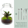 DIY terrarium - Jar Calathea - ↕ 28 cm - Normal