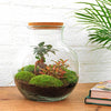 DIY terrarium - Teddy bonsai - ↕ 26,5 cm - Rake + Shovel + Tweezer