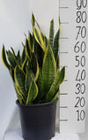 Sanseveria Laurentii - Ø30cm - ↕70cm