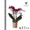 Kolibri Orchids | Paarse phalaenopsis orchidee - Morelia - potmaat Ø9cm | bloeiende kamerplant - vers van de kweker