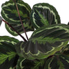 Calathea Medaillon Ø21cm - ↕70cm in Boule WIT pot