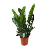 Zamioculcas Zamiifolia - Ø21cm - ↕80cm