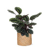 Calathea Medaillon Ø21cm - ↕70cm in Albury NATURAL mand