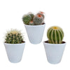 Bolcactus mix 8,5 cm | 3 stuks - in witte pot