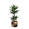 Dracaena Janet Lind Ø21cm - ↕90cm in Albury BLACK print mand