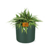 Chlorophytum Ocean 15cm in ELHO b. for soft rond 16cm leaf green