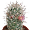 Cactus mix 5.5 cm - zonder pot bloeiend - 5x