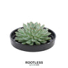 ROOTLESS Succulent Echeveria Pulidonis in schaal 'zwart' Ø20 cm - ↕5 cm