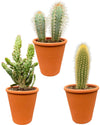 Cactus Palen Mix - 8.5cmØ- 15-20cm hoog - (3 Stuks) - Terracotta - Ø9.5 cm