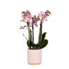 Kolibri Orchids | Roze Phalaenopsis orchidee – Andorra + Gold foot sierpot roze – potmaat Ø9cm – 35cm hoog |