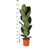 Ficus Elastica Robusta - Ø21cm - ↕90cm in Albury BLACK print mand