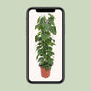 Philodendron Scandens - Ø24cm - ↕120cm