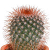 Cactus en vetplanten mix 5.5 cm | 15 stuks - zonder pot