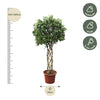 Ficus Benjamina Exotica gevlochten stam - 250 cm - ø55