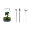 DIY terrarium - Jar - Ficus Ginseng bonsai - ↕ 28 cm - Rake + Shovel + Tweezer + Scissors