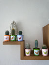 Cactus Mix - 6.5cmØ - 8-15cm hoog- (6 Stuks) - Butterfly - Ø7.5 cm