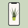 Aloe Vera - Ø15cm - ↕65cm