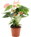 Anthurium Spirit In Transparant Sleeve - Ø12cm - ↕37cm