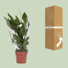 Spathiphyllum Alana - Ø12cm - ↕45cm