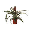 Ananas Rosita - Ø12cm - ↕35cm