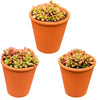 Succulenten- Anacampseros Rufescens Varigata- 8.5cmØ- 8-10cm hoog- 3 stuks - Terracotta