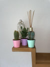 Cactus Palen Mix - 8.5cmØ- 15-20cm hoog - (3 Stuks) - Colored Zinc - Ø9.5 cm