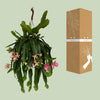 Disocactus phyllanthoides - Ø21cm - ↕50cm