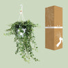 Hedera Helix Wonder - Ø24 - ↨70cm