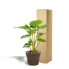 Alocasia Portodora - Ø21cm - ↕80cm + Mand Igmar