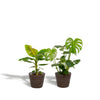 Monstera Deliciosa - Ø21cm - ↕75cm + Musa Dwarf Cavendish - Ø21cm - ↕90cm + Mand Igmar