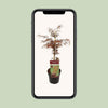 Acer palm. 'Garnet' - ↨55cm - Ø19cm