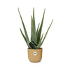 Aloe Vera 12cm in ELHO Vibes Fold 14cm geel