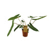 Philodendron Billetiae - Ø15cm - ↕50cm