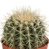 Echinocactus grusonii 12cm