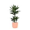 Dracaena Janet Lind Ø21cm - ↕90cm in Vibes ROZE pot