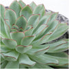 ROOTLESS Succulent Echeveria Pulidonis in schaal 'Concrete' Ø20 cm - ↕5 cm