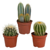 Cactus mix 8.5 cm - 3x - zonder pot