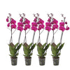 Set van 4 - Phalaenopsis Joyride - 3 tak orchidee - 60 cm - Ø12cm