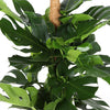 Monstera Deliciosa MOSSTOK Ø27cm ↕150cm in Albury BLACK print mand