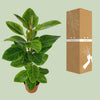 Ficus Altissima - Ø21cm - ↕95cm