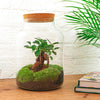 DIY terrarium - Milky met bonsai - ↕ 30 cm + RSTS - Rake + Shovel + Tweezer