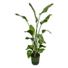 Strelitzia Nicolai inclusief elho Greenville Round groen - 180 cm - Ø30